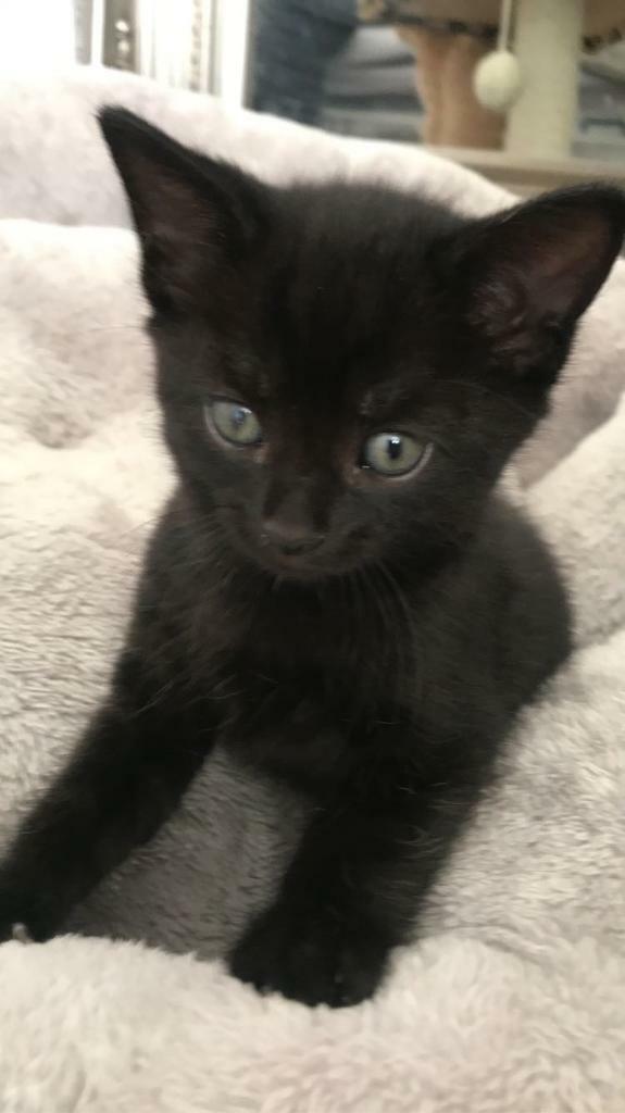 all black kitten